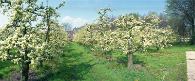 823795 Gezicht op een in bloei staande boomgaard in de omgeving van Bunnik.